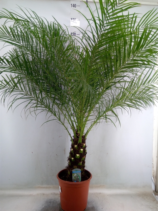 <h4>Phoenix roebelenii</h4>