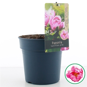 Paeonia lactiflora donker Roze C3 (19cm.)