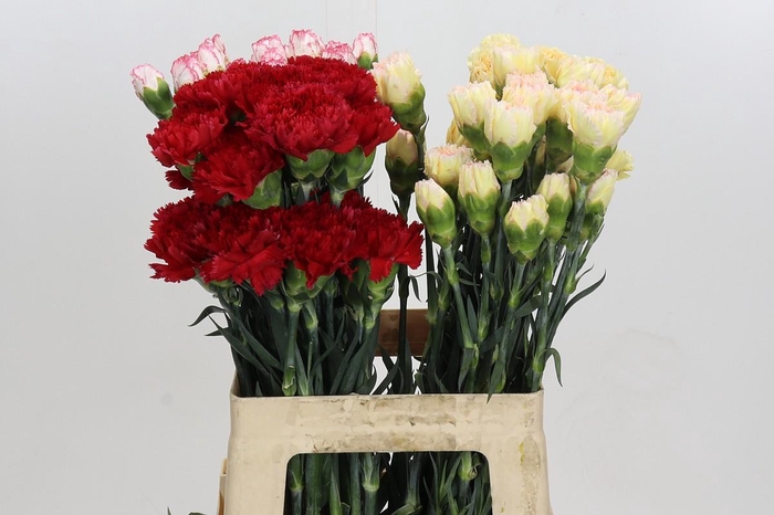 <h4>Dianthus St Mix</h4>