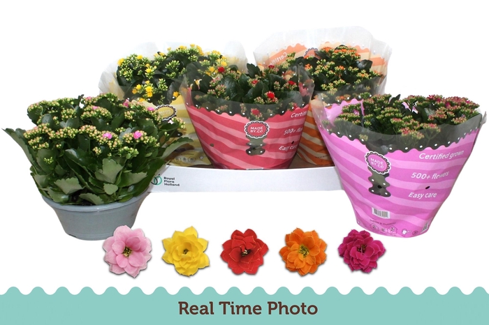 <h4>KAL GE GEM 5 KL</h4>