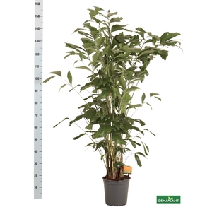 CARYOTA MITIS