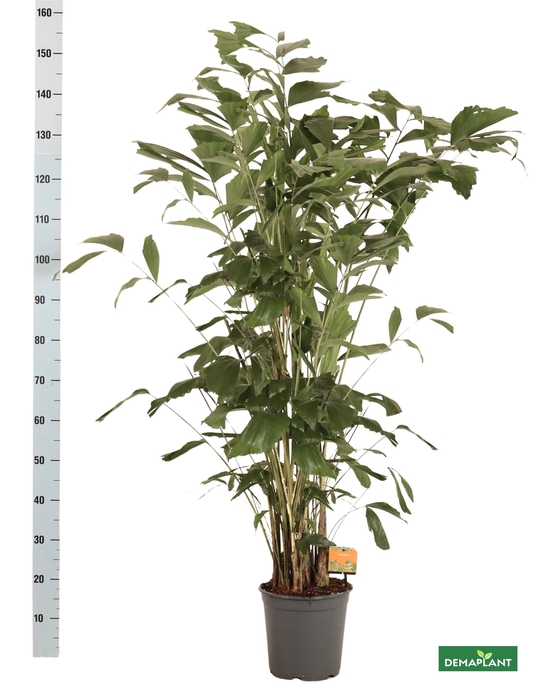 <h4>CARYOTA MITIS</h4>