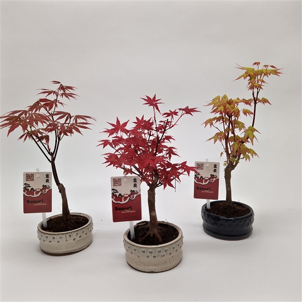 <h4>Acer Bonsai 12 cm</h4>