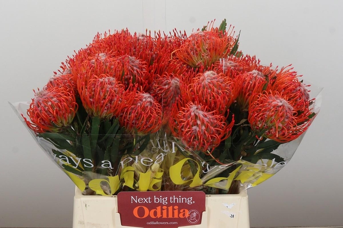 <h4>Nutans Tango</h4>