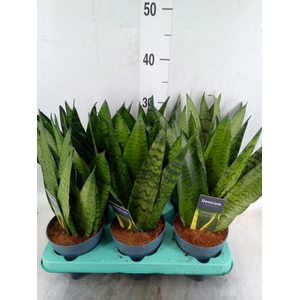 Sansevieria zeylanica