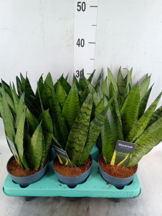 <h4>Sansevieria zeylanica</h4>