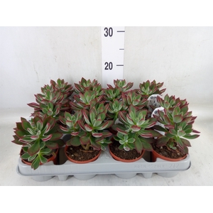 Echeveria pulvinata 'Devotion'