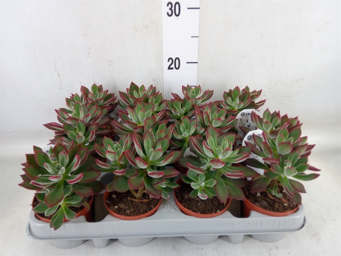 <h4>Echeveria pulvinata 'Devotion'</h4>