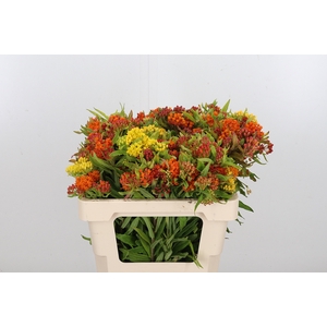 Asclepias Tuberosa