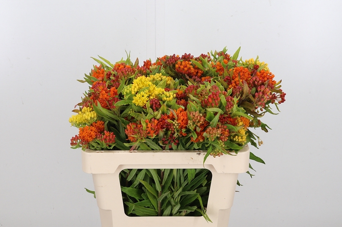 <h4>Asclepias Tuberosa</h4>