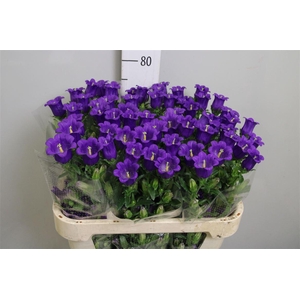 Camp M Champion Blue