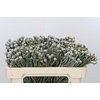 Kaaps Groen Silver Brunia