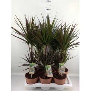 Dracaena   ...mix