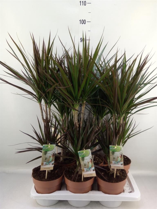 <h4>Dracaena   ...mix</h4>