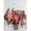Caladium   ...