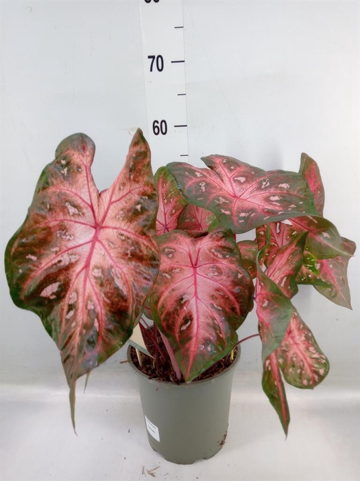 Caladium   ...