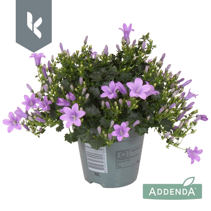 <h4>Campanula Ambella Lavender</h4>