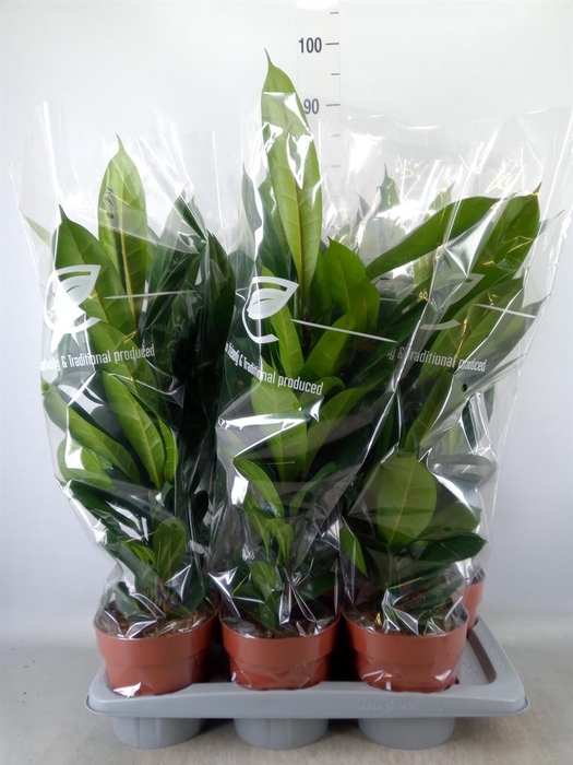 <h4>Ficus cyathistipula</h4>