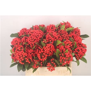 Skimmia Berry Per Bunch