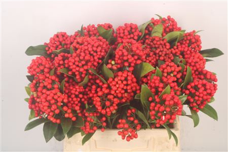 <h4>Skimmia Berry Per Bunch</h4>
