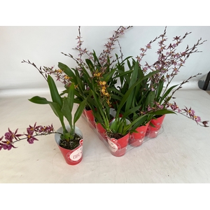 BRASSIA SUMMER DREAM