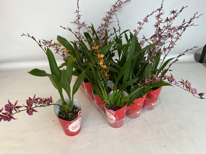 <h4>BRASSIA SUMMER DREAM</h4>