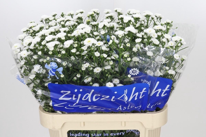 <h4>Aster Cassy</h4>