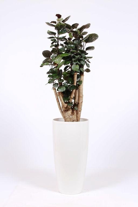 <h4>Polyscias Fabian in Santorini pot "wit"</h4>