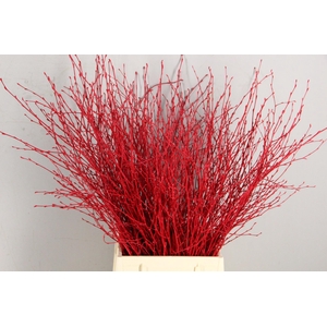 Betula Bs Paint Red FST