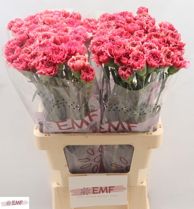 <h4>DI ST IPANEMA</h4>