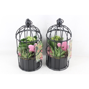 arr2 MB - Vogelkooi black 338/6 - roze/wit