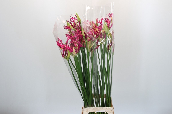 <h4>Nerine Katjana</h4>