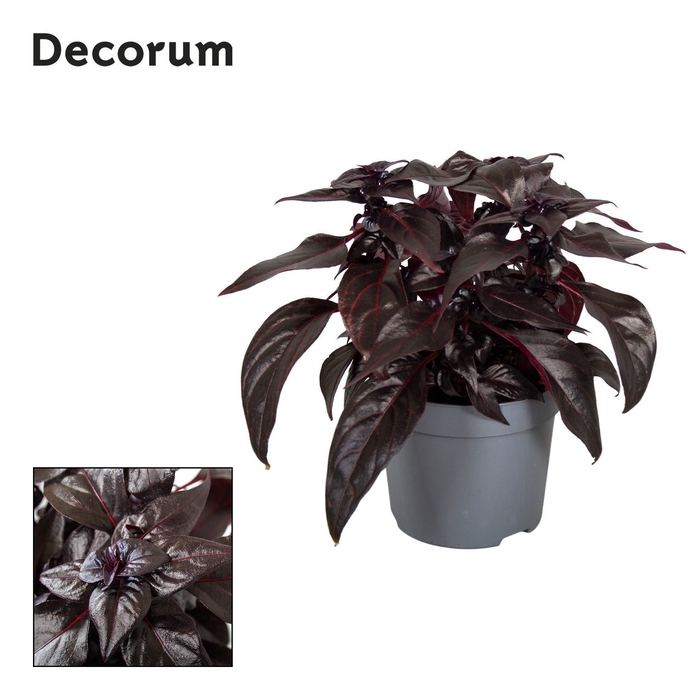 <h4>Iresine Herbstii Rich Darkstar Decorum</h4>