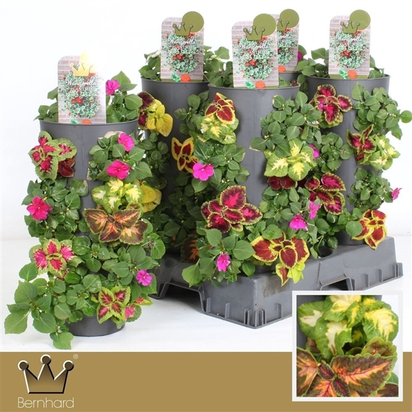 <h4>Plantmix Wanderella - Mixcc</h4>