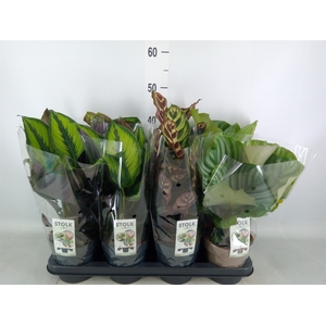 Calathea   ...mix 4