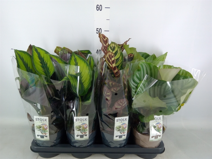 <h4>Calathea   ...mix 4</h4>