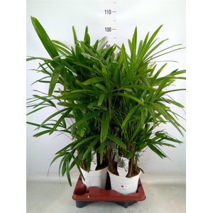 Rhapis excelsa