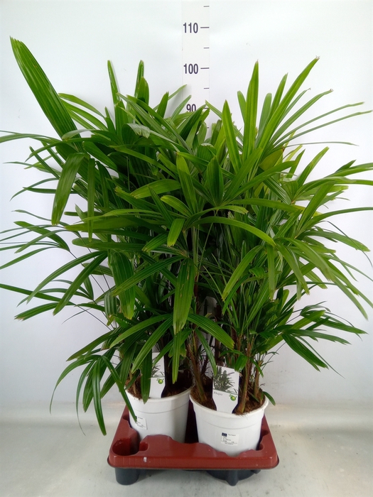 <h4>Rhapis excelsa</h4>
