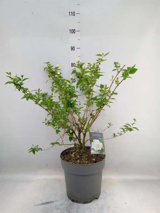 <h4>Philadelphus   ...</h4>