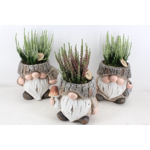 arr4 Outdoor PL - Ker. trol XL calluna