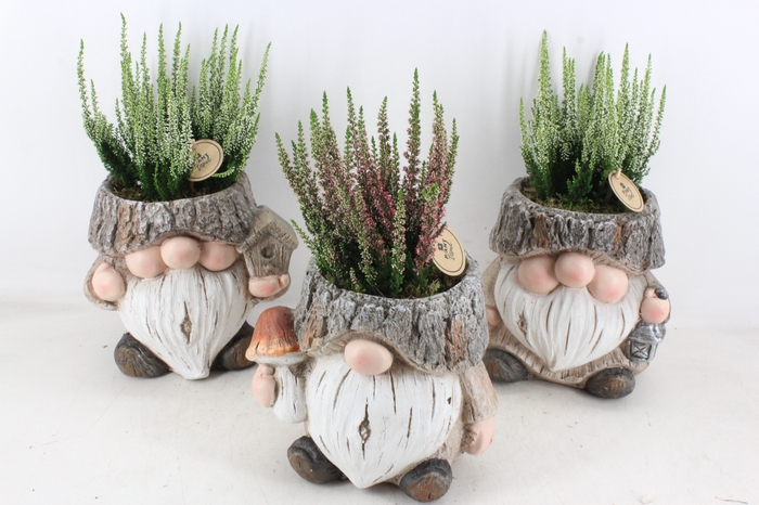 <h4>arr4 Outdoor PL - Ker. trol XL calluna</h4>