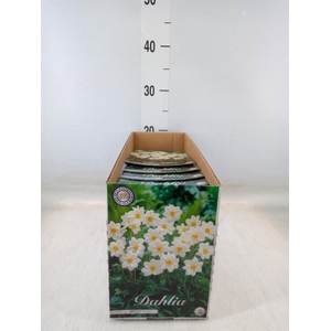 Dahlia ...flowerbulbs