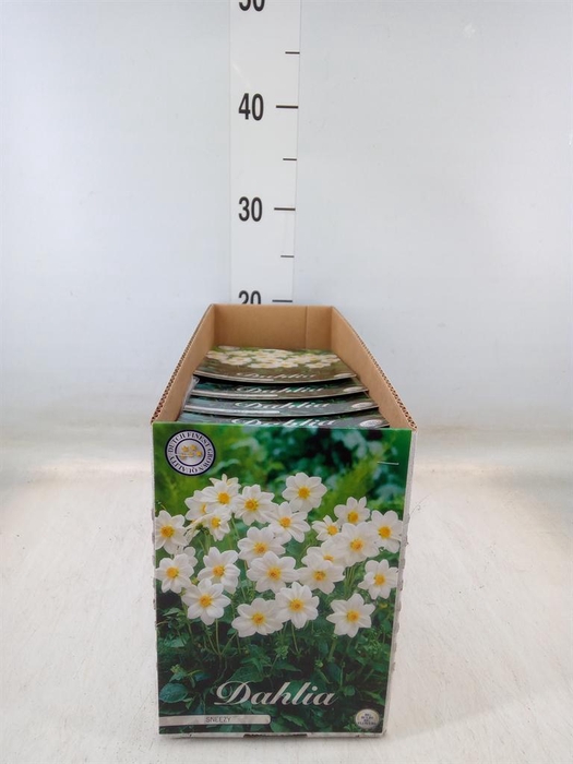 <h4>Dahlia   ...flowerbulbs</h4>