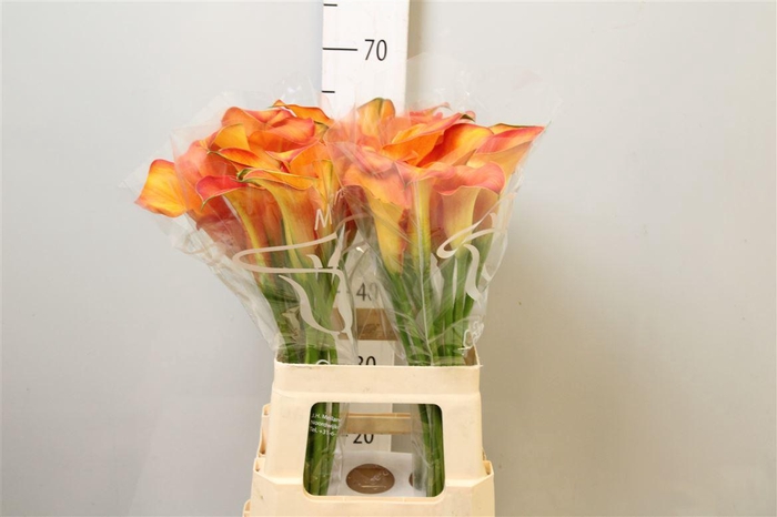 <h4>Zant Capt Odeon</h4>