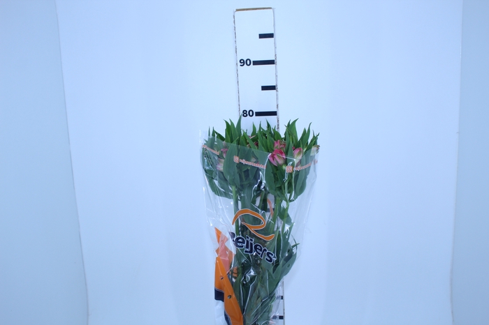 ALSTROEMERIA TOURMALINE 080 CM ROSA