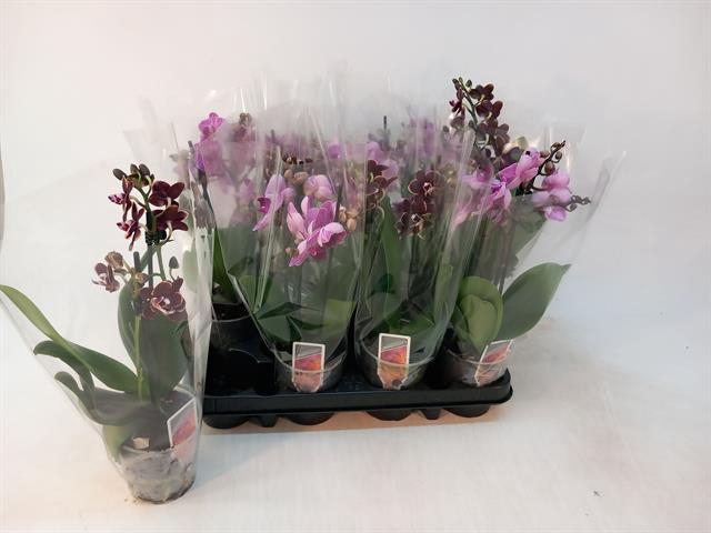 <h4>PHAL MF GEM 3 KL</h4>