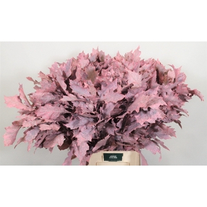 Quercus Rubra L80 Klbh. Licht roze