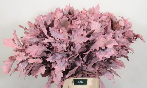 Quercus Rubra L80 Klbh. Licht roze