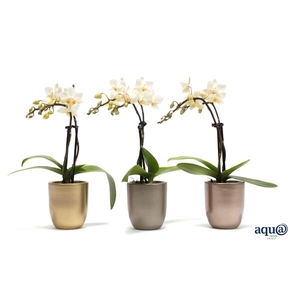 Hugo Luxury Mix Tiny Dolls Wit 2T12+ Aqu@