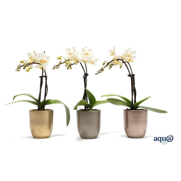 <h4>Hugo Luxury Mix Tiny Dolls Wit 2T12+ Aqu@</h4>